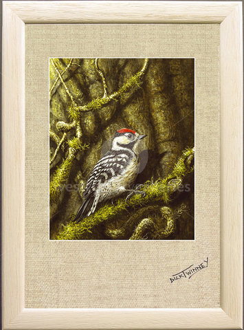 Image of Lesser Spotted Woodpecker, Lanhydrock Woods, Bodmin